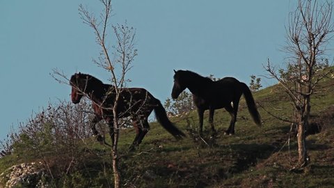 Balkan storyline. Stallions fight on the hill in Eastern Thrace.
