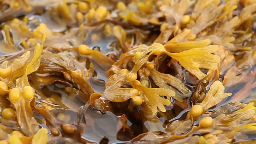 картинки бурых водорослей фукус изображений рассвет