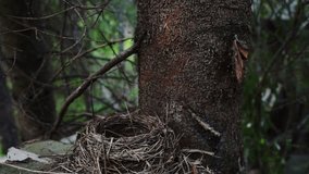 Redwing (Turdus iliacus) near its nest deep in forest