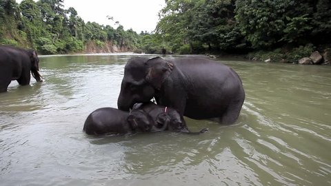 Mother and baby elephant bathing in river at Tangkahan in Sumatra