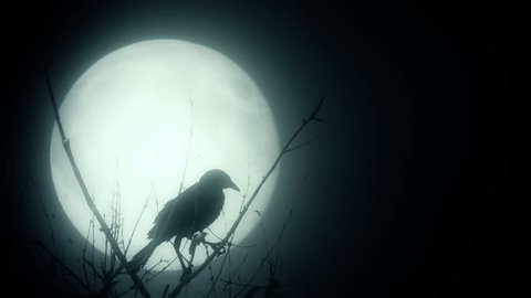 Raven illuminated by a full moon