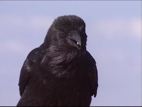 Common Raven Corvus Corax Gurgling Knocking Stock Footage Video (100% ...