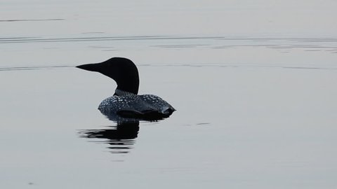 Diving Loon.
Loon on the surface of the water. Looks around and then dives.
