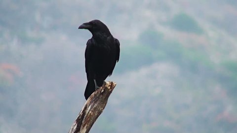 Balkan storyline. Largest songbird Europe - Raven (Corvus corax) in action. Sound Recording included.