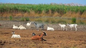 Herd of goats piecefully rests at pasture.