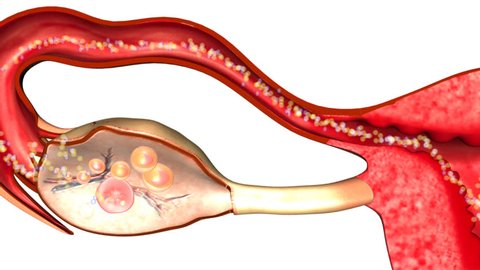 SECTIONAL VIEW OF OVARY