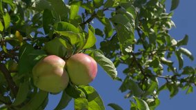 Organic apples healthy fruit in 4K UHD 3840X2160 footage - Healthy apples UHD 4K high definition video