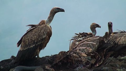 Balkan storyline. Griffon Vultures (Gyps fulvus) in action. Rainy day version. Audio record included.