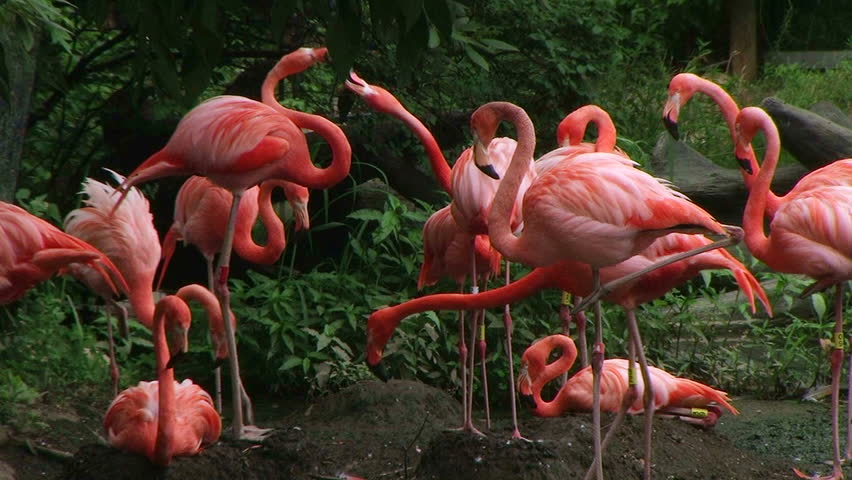 Pink American Flamingo Mating Ritual Stock Footage Video 100 Royalty