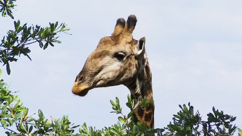 Giraffe staring at you