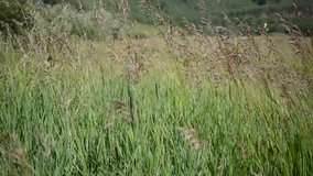 Green grasses blowing gently in the breeze in a grain field, HD Video