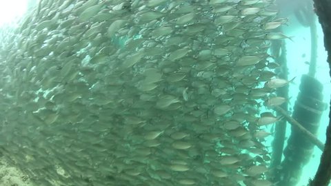 A thick school of scad swim in the shadows of a pier in Raja Ampat, Indonesia. The fish are schooling to avoid predation. Predators find it difficult to approach schooling fish and pick out one.