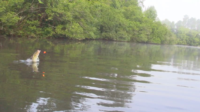 Largemouth Bass (Micropterus salmoides) Fishing, jumping bass, slow-motion, 1/8th natural speed.
