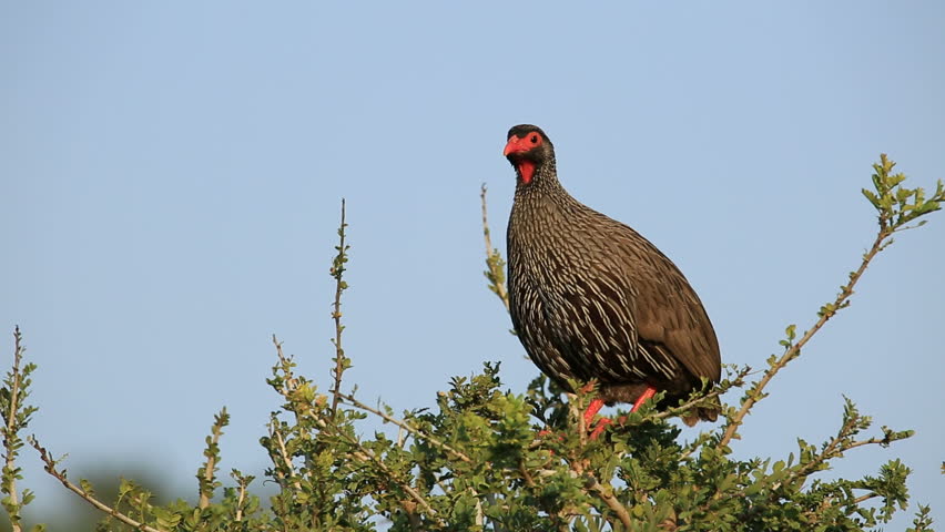 rednecked spurfowl pternistis afer sitting on Stock Footage Video (100