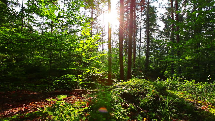 morning in the forest. the sun's rays pass through trees Royalty-Free Stock Footage #7244416