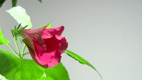 red hibiscus flower blooming in time-lapse 