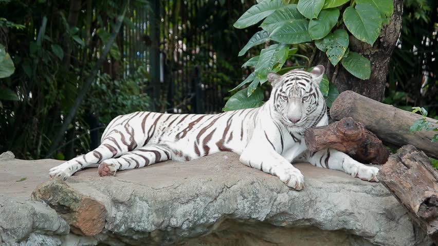 The White Tiger or Bleached Stock Footage Video (100% Royalty-free