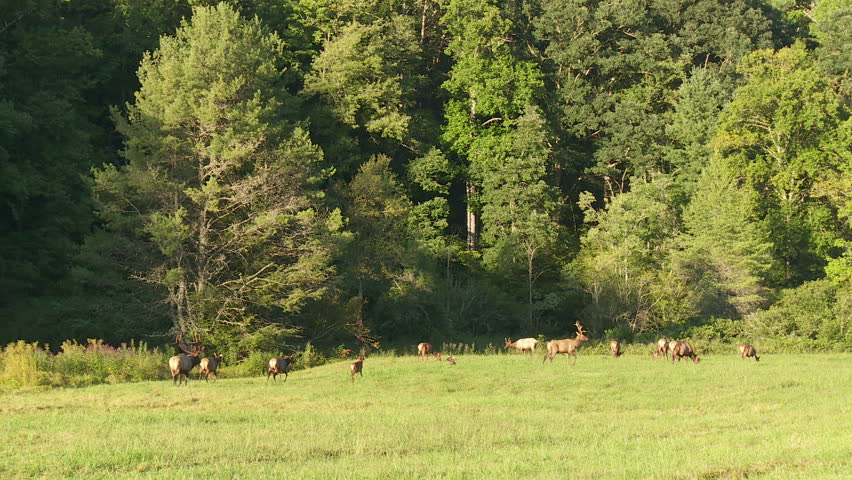A large bull Elk watches over his grazing harem in Cataloochee Valley in Great Smoky Mountains National Park.