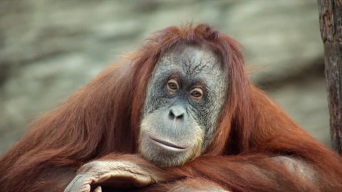 A calm and peaceful orangutan female is sitting on shaky platform and looking around. Beauty of the wildlife in the amazing HD footage. Orange monkey with human expression on rock background.
