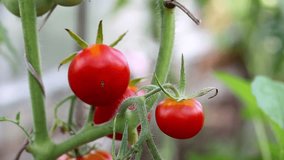 Red tomato in hothouse, closeup