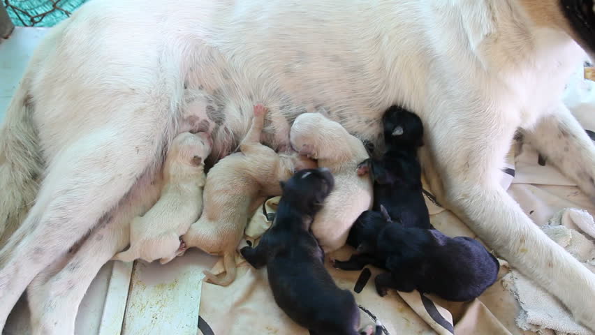 dog mom feeding new born group Stock Footage Video (100% Royalty-free ...