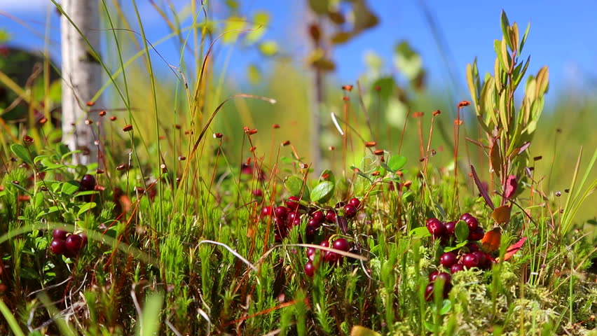 cranberries. swamp, Siberia