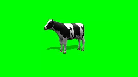 cow stands and eat - 2 different views - green screen
