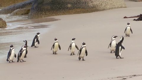 Group of Penguins at the beach Stock Video