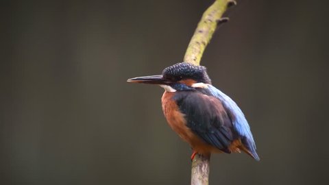 Female Common Kingfisher sitting on a branch over a pond. 