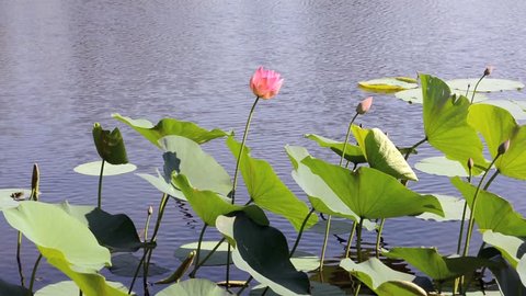 Lotus flowers and leaves in the pond with ripples