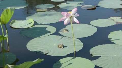 Lotus flower in the pond with two frogs on the leaves