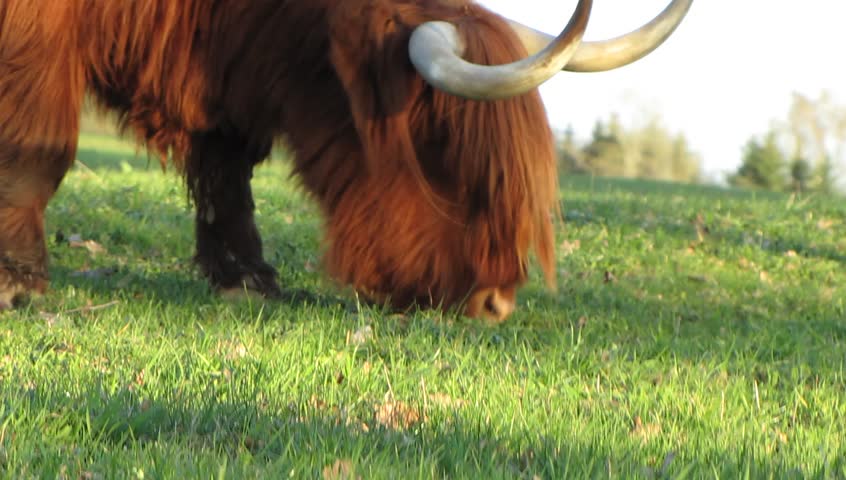Highland cow grazing on field