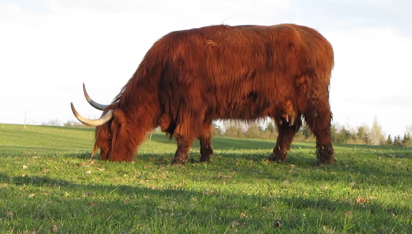 Highland cow grazing on field