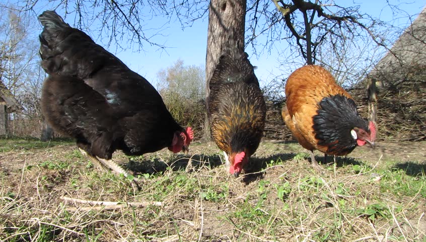 Three hens picking