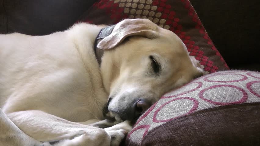 labrador sleeping in bed
