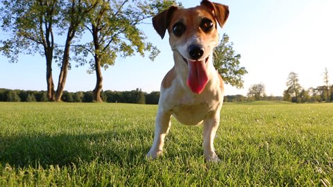 Happy wellness dog life. Young healthy active Jack Russell Terrier playing outdoors. 
