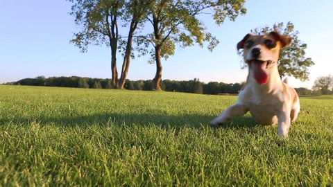 Agitated young healthy active dog dance on a green field with trees. Cute Jack Russell Terriers best dogs!