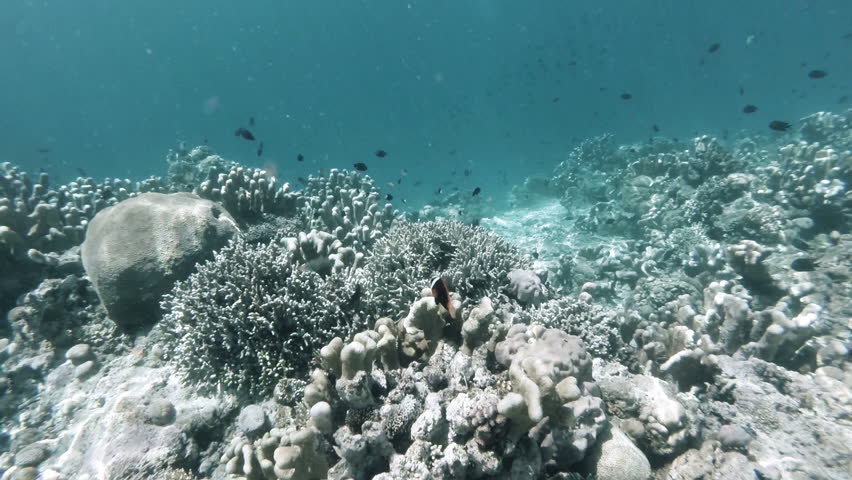 Diving along a reef of a tropical underwater world while passing colourful fish