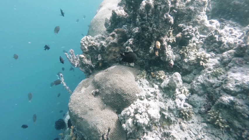 Diving along a reef of a tropical underwater world while passing colourful fish