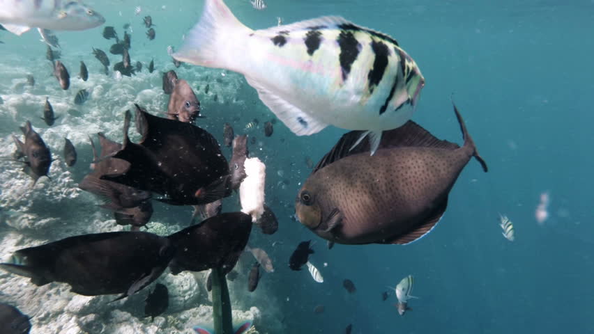 Diving along a reef of a tropical underwater world while feeding colourful fish