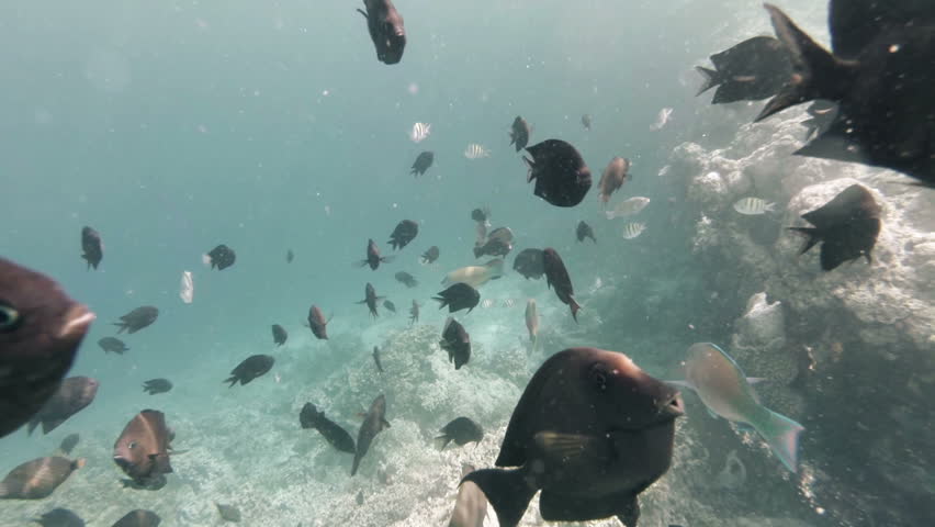Diving along a reef of a tropical underwater world while feeding colourful fish
