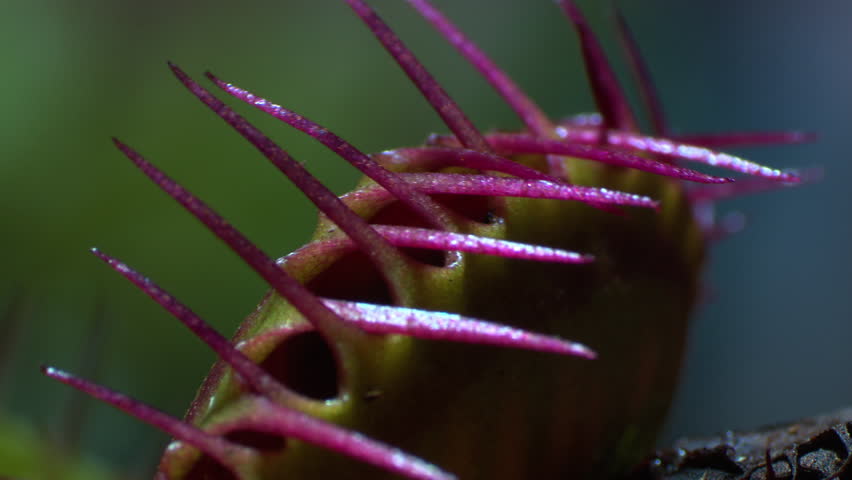 Close up of a fly caught in a Venus Flytrap