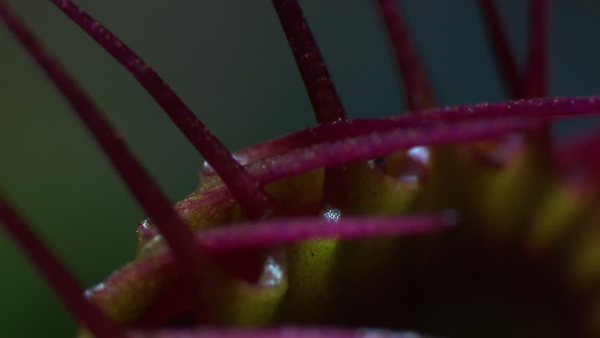 Close up of a fly caught in a Venus Flytrap