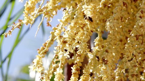 palm tree flowers bees