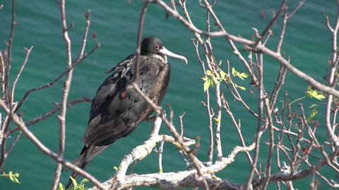 Frigatebird in a tree at the Frigatebird hill, San Cristobal, Galapagos Islands