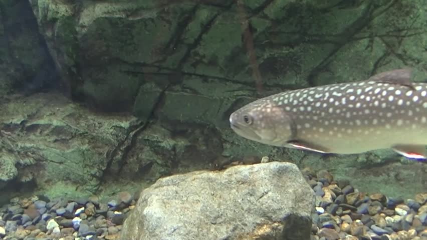 Rainbow trouts in a tank