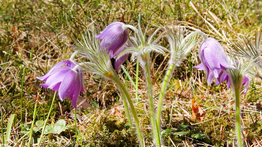 first spring flowers moving in the wind