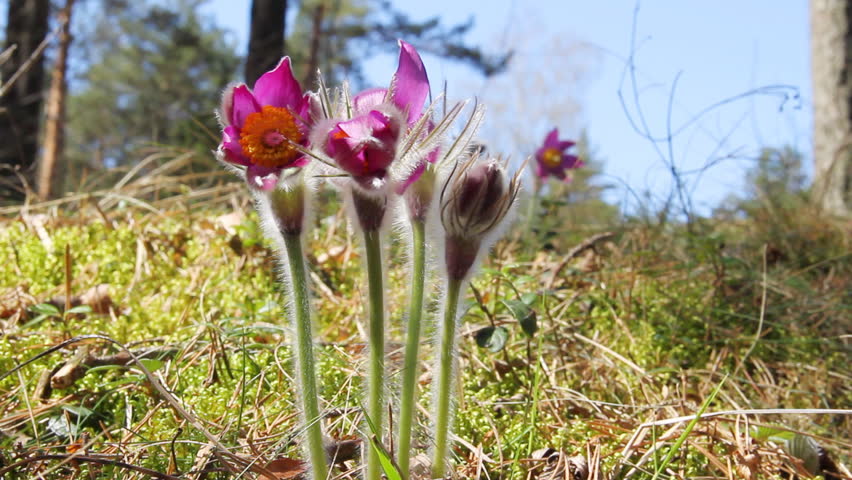 first spring flowers moving in the wind
