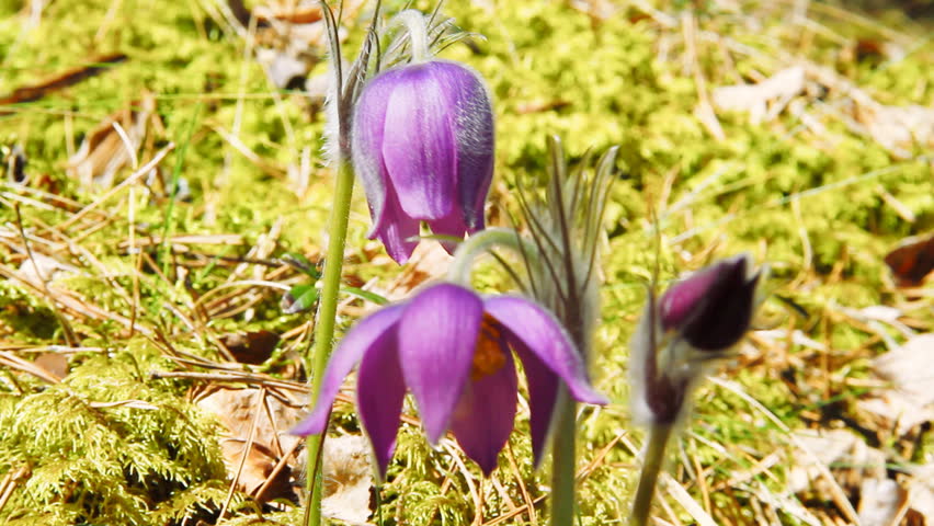 first spring flowers moving in the wind