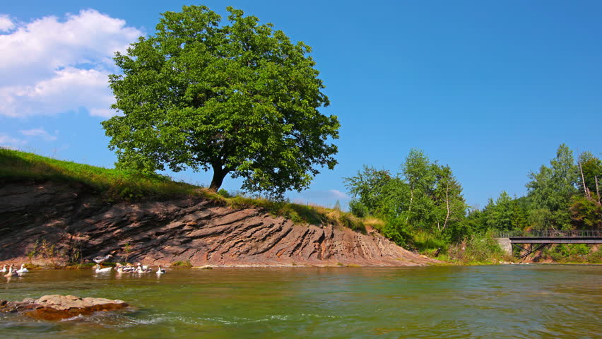 geese floating on the river. timelapse. 4K. FULL HD, 4096x2304.